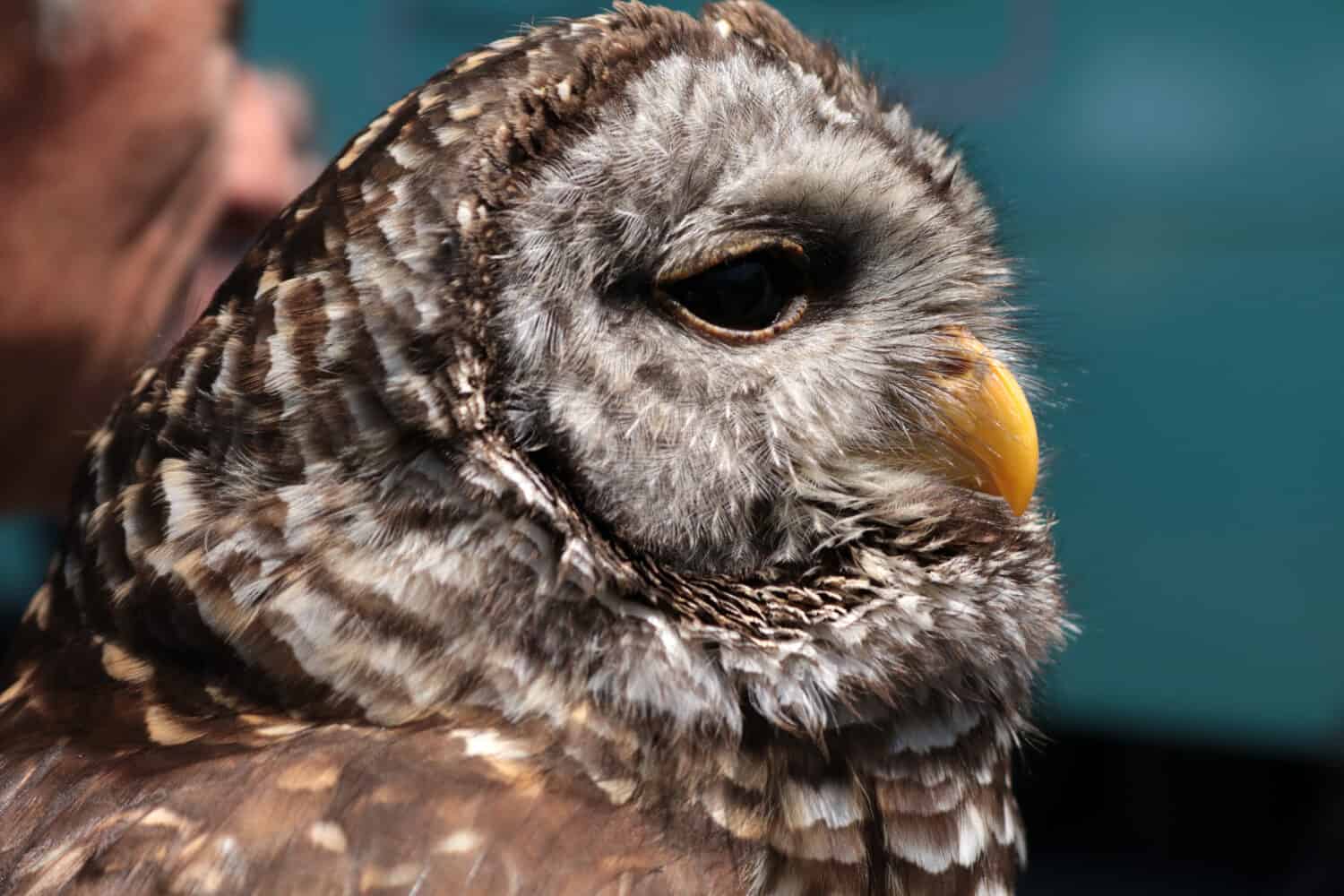 Barred owl close up at Suffolk (Virginia) Earth and Arts Festival.