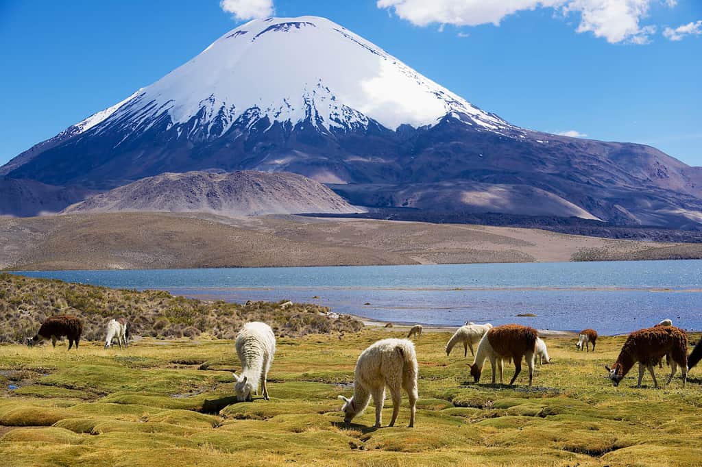 White alpacas (Vicugna pacos) graze at the Chungara lake shore at 3200 meters above sea level with Parinacota volcano at the background in Lauca National park near Putre, Chile.