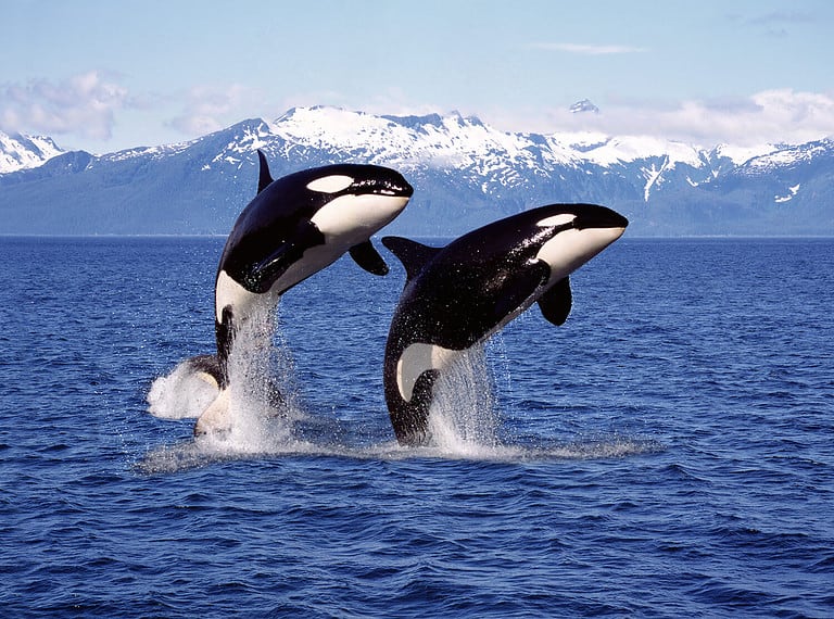KILLER WHALE orcinus orca, PAIR LEAPING, CANADA