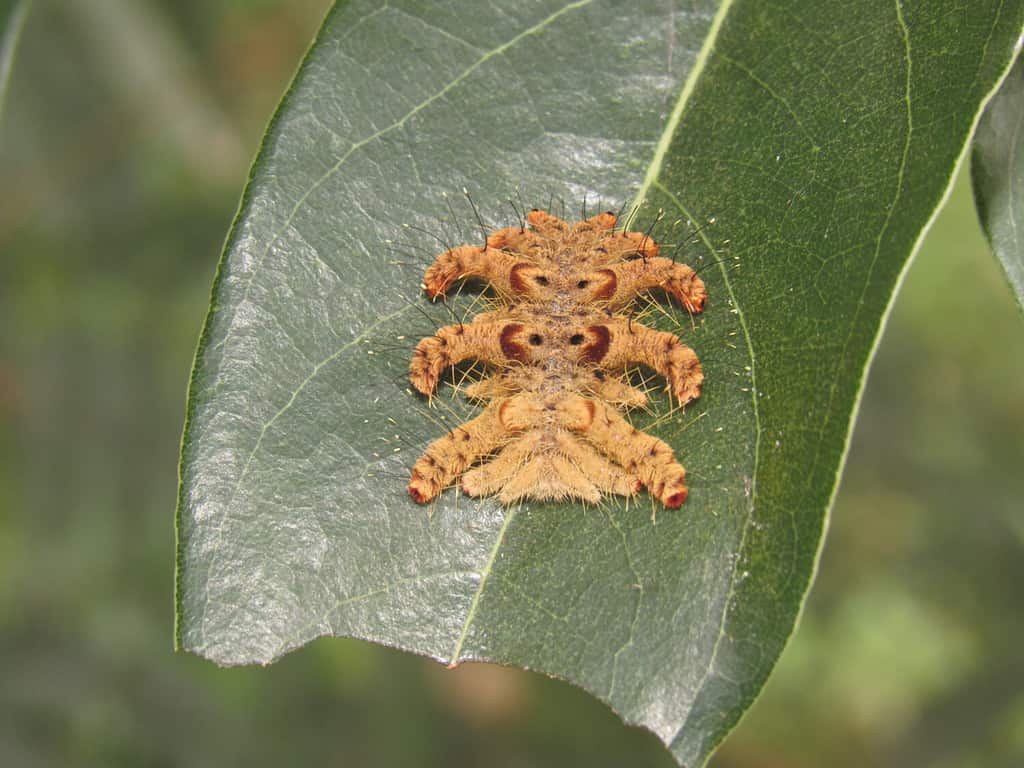 Hag moth or monkey slug, a caterpillar from a moth species of Phobetron genus found in Brazil.