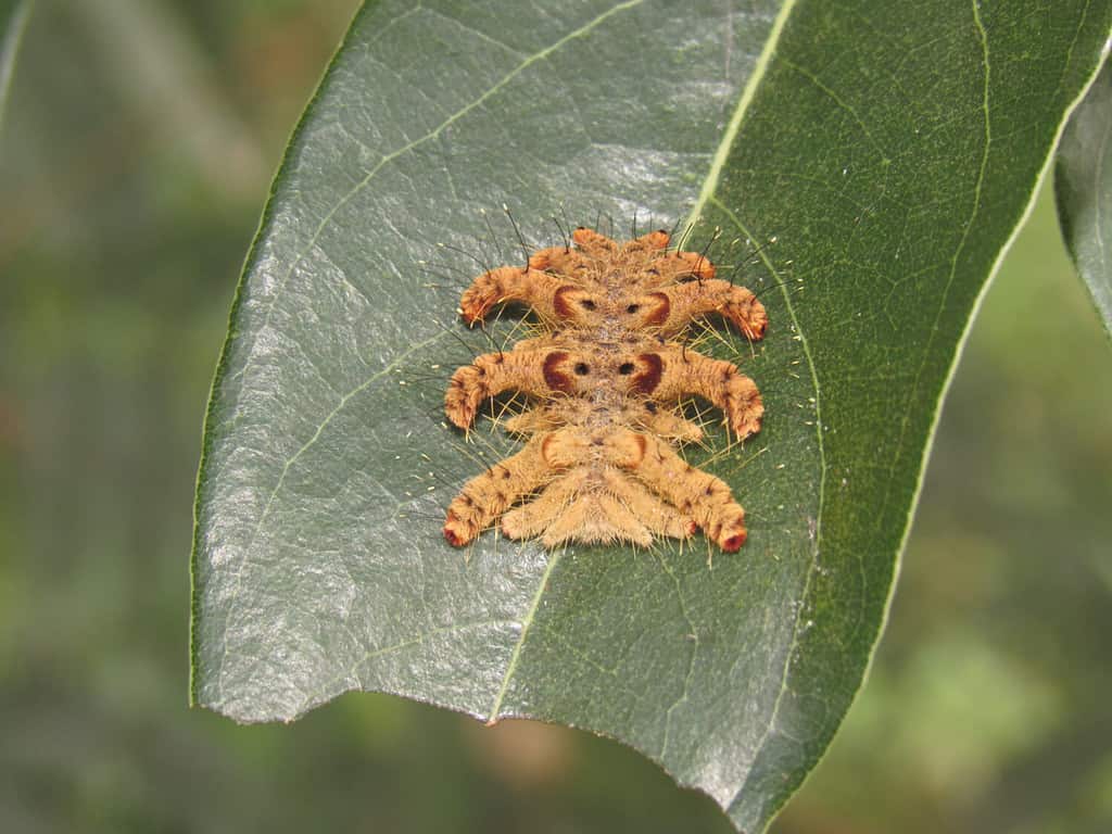 Hag moth or monkey slug