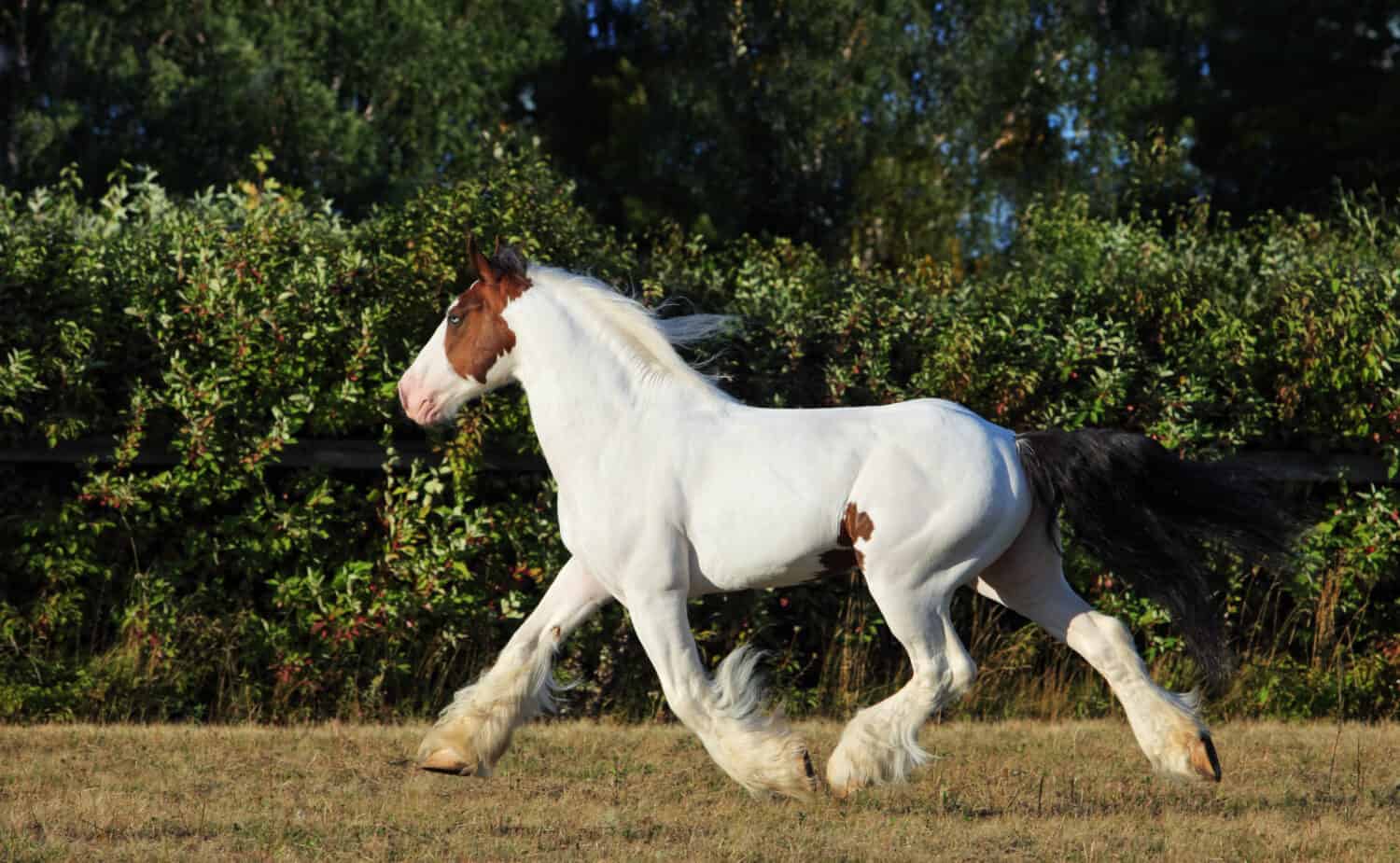 American Drum Horse is a modern American breed of heavy horse of draft type
