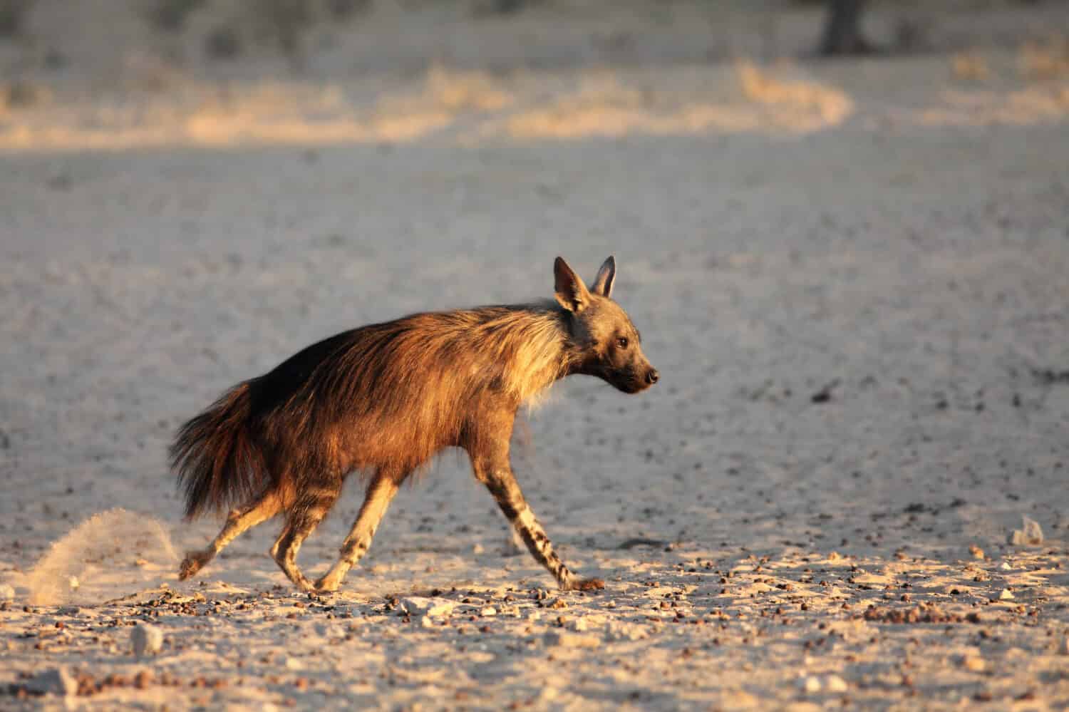 The brown hyena (Parahyaena brunnea) running from the waterhole in morning sun. Scared brown hyena on the sand in Kalahari desert.