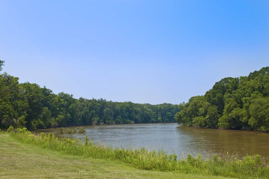 Looking downstream from the banks of the muddy Savannah River between Georgia and South Carolina.