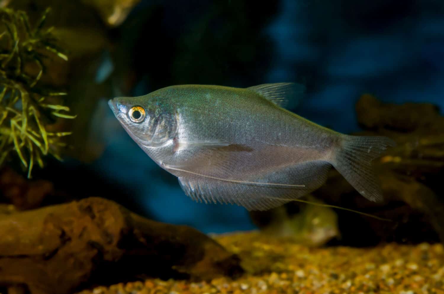 Minnesota. Aquarium fish. Moonlight gourami (Trichogaster microlepis) is a labyrinth fish of the family Osphronemidae. It may also be called the moonbeam gourami
