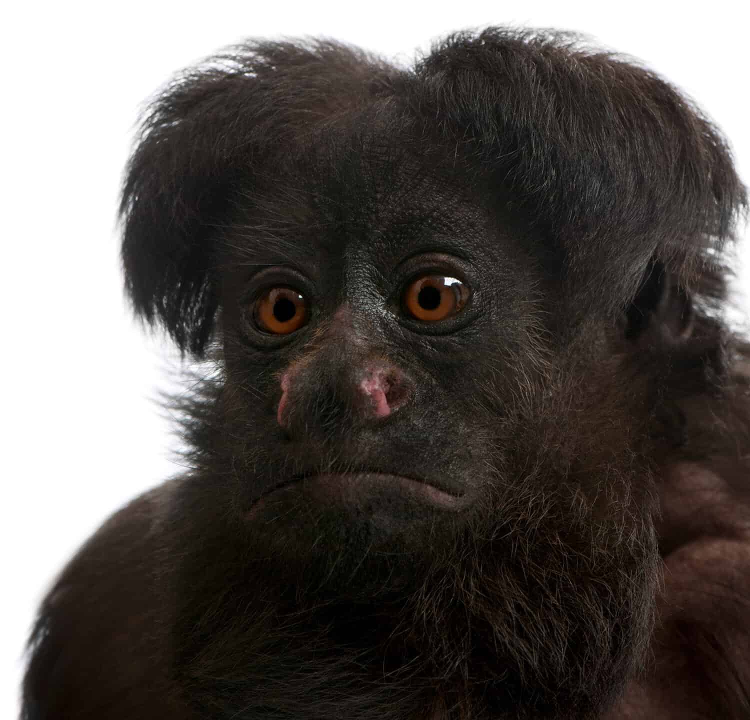 Close-up of Black Bearded Saki, Chiropotes satanas, 6 years old, in front of white background