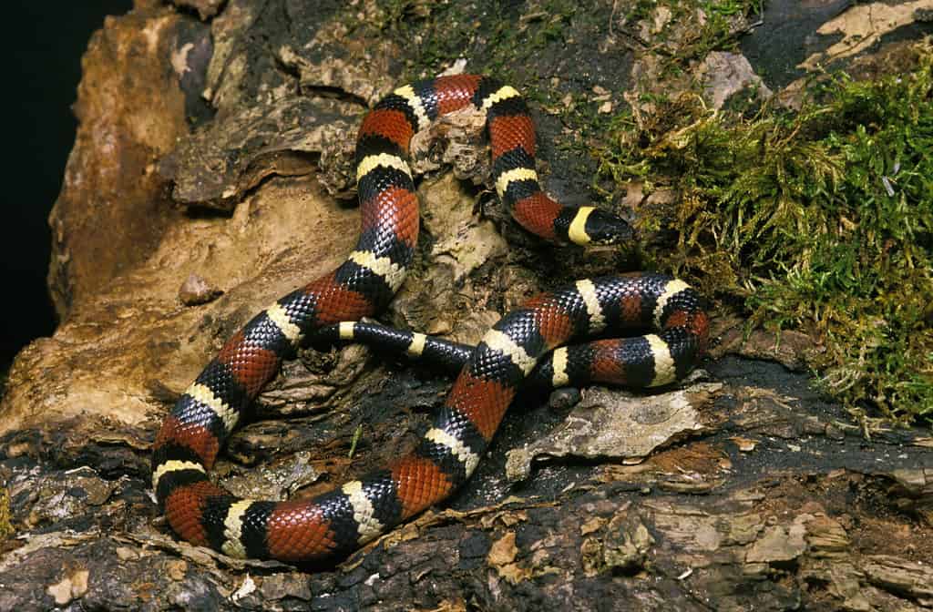 Mexican Milksnake, lampropeltis triangulum annulata, Adult standing on Stump