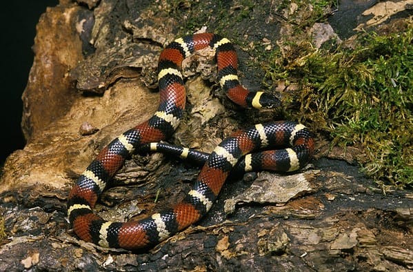 10 Types of Kingsnake: Spotting Unique Patterns, Markings, and ...