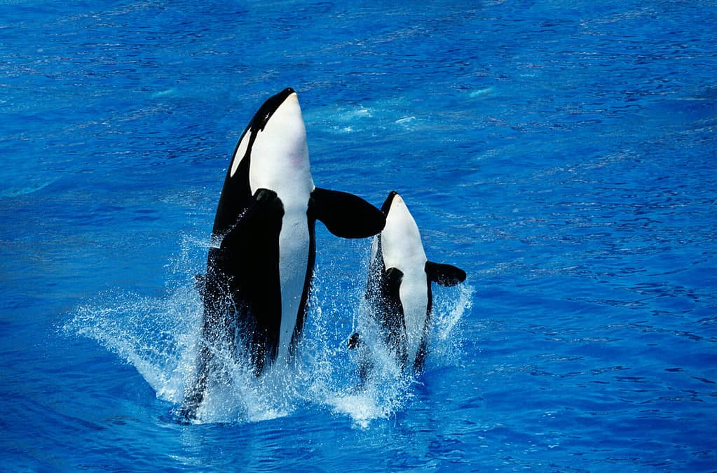 Killer Whale, orcinus orca, Female with Calf Breaching