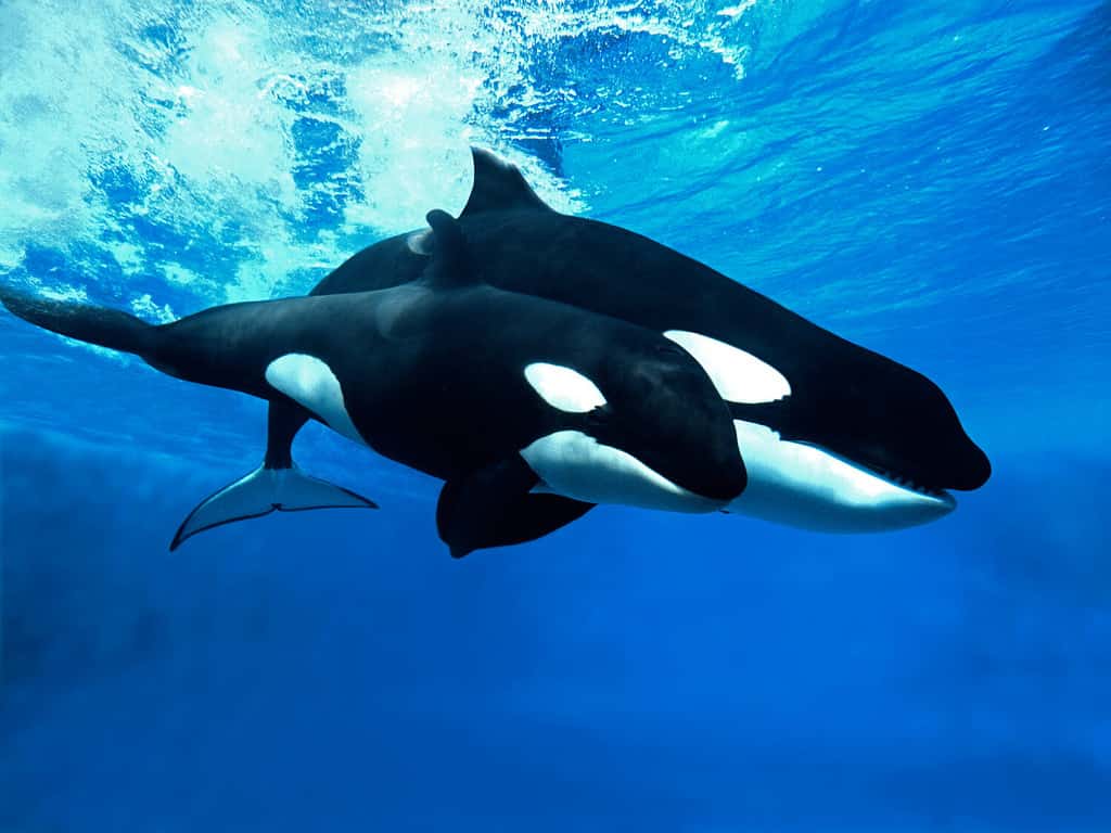 Killer Whale, orcinus orca, Female with Calf