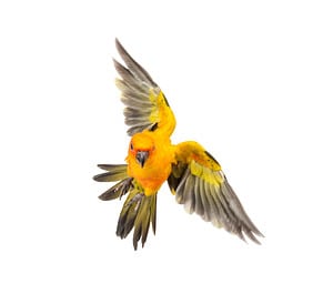 Sun Conure Lifespan: How Long Do These Parakeets Live? Picture