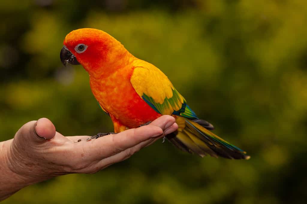 The sun conure is bold in both appearance and in personality. Suns are known for their vocalizing, which can be loud a times, as well as their playfulness and adventurous nature.