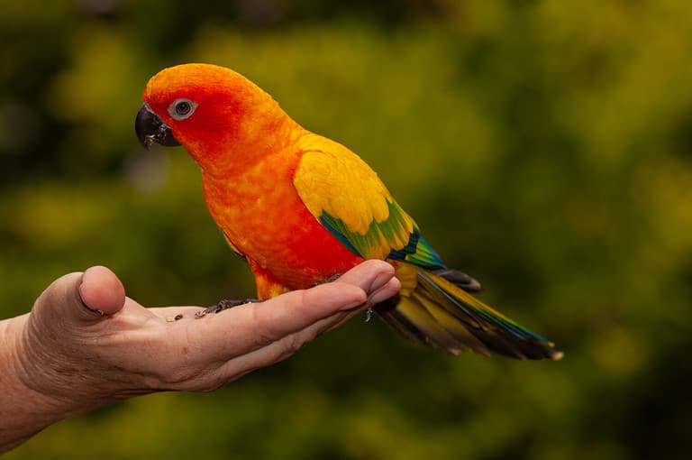 The sun conure is bold in both appearance and in personality. Suns are known for their vocalizing, which can be loud a times, as well as their playfulness and adventurous nature.