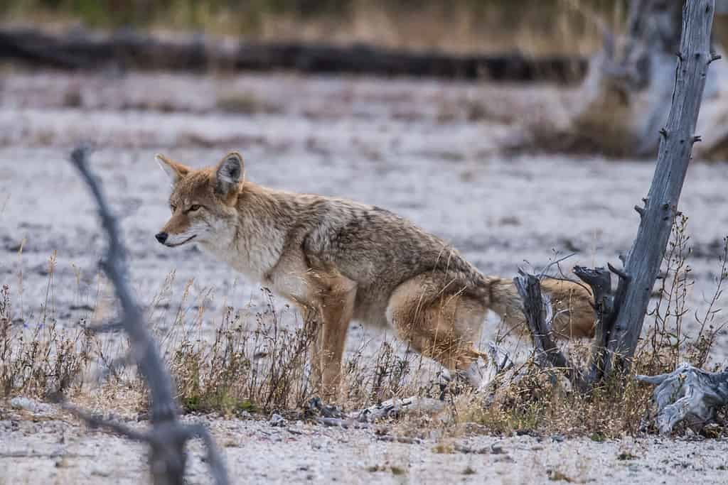 A wild coyote in Yellow Stone National Park