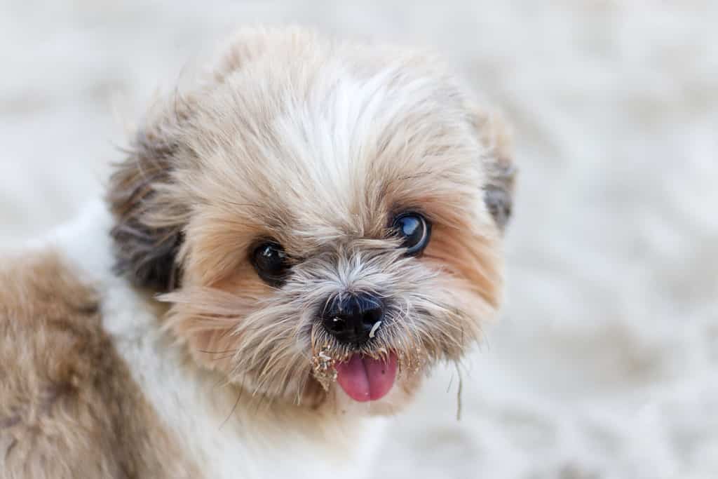 Shih Tzu Prices in 2023: Purchase Cost, Vet Bills, and More! - AZ Animals