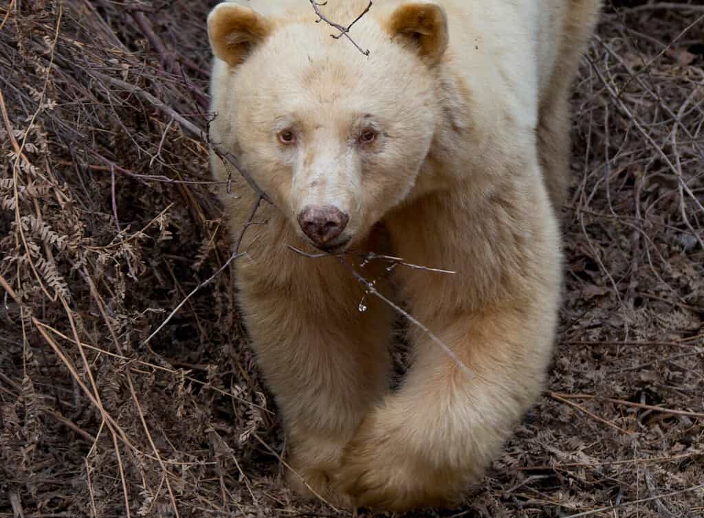 Kermode white spirit bear, symbol of the North.