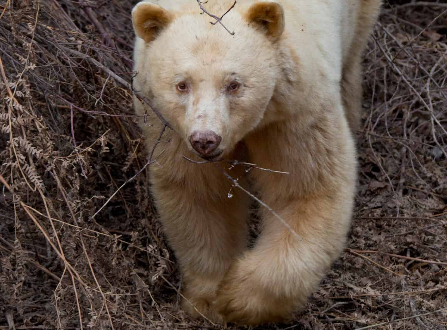 Kermode white spirit bear, symbol of the North. 