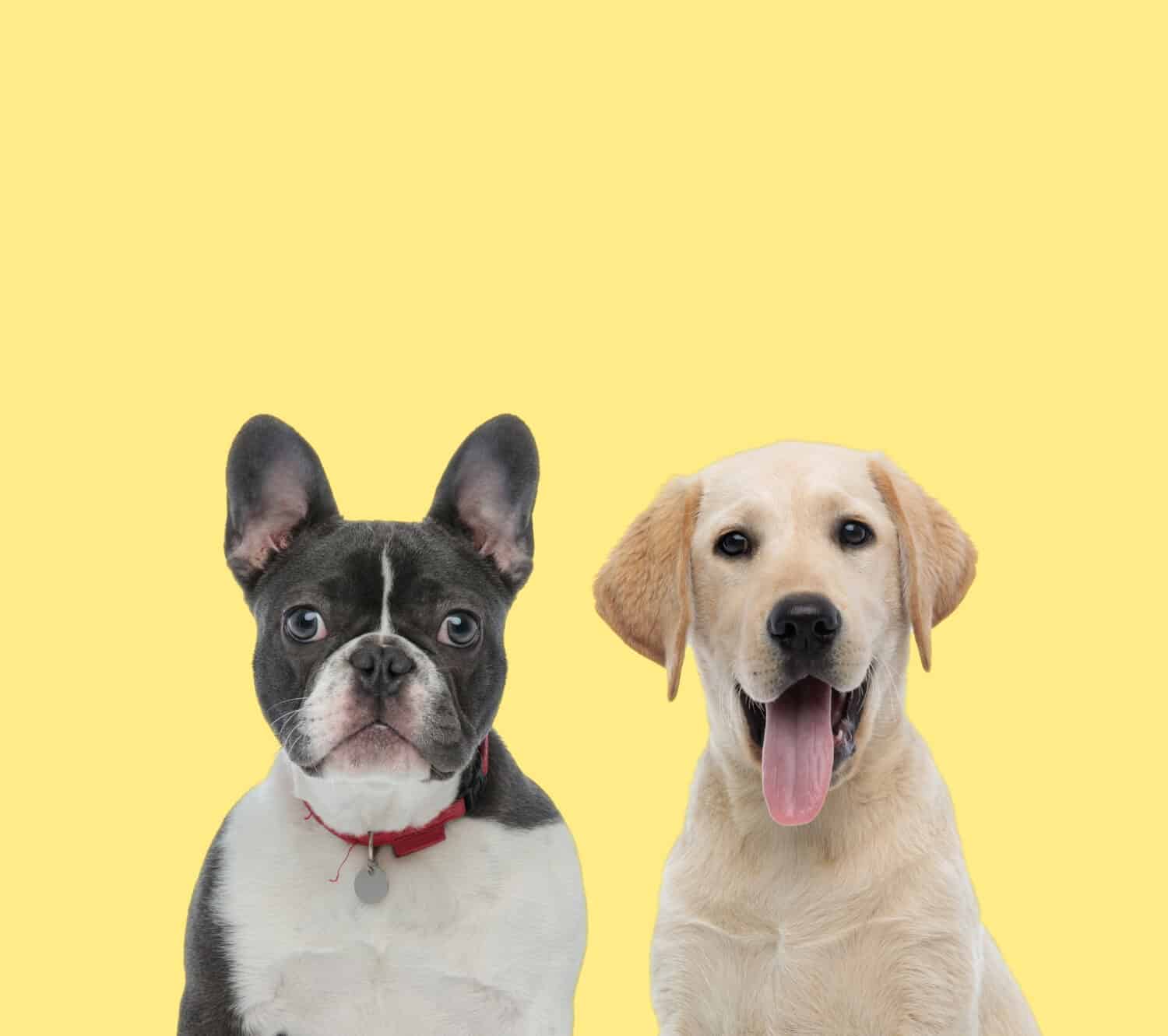 cute french bulldog dog wearing red collar next to a labrador retriever dog panting happy on yellow background