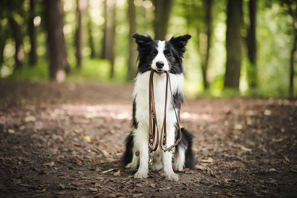 Male owner putting on leash on the dog outdoor. Happy young border collie in the forest.