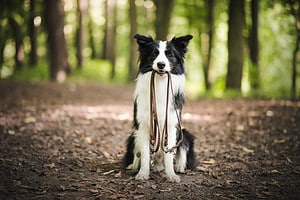 Border Collie Exercise Needs: How to Keep Your Pup Happy and Healthy Picture