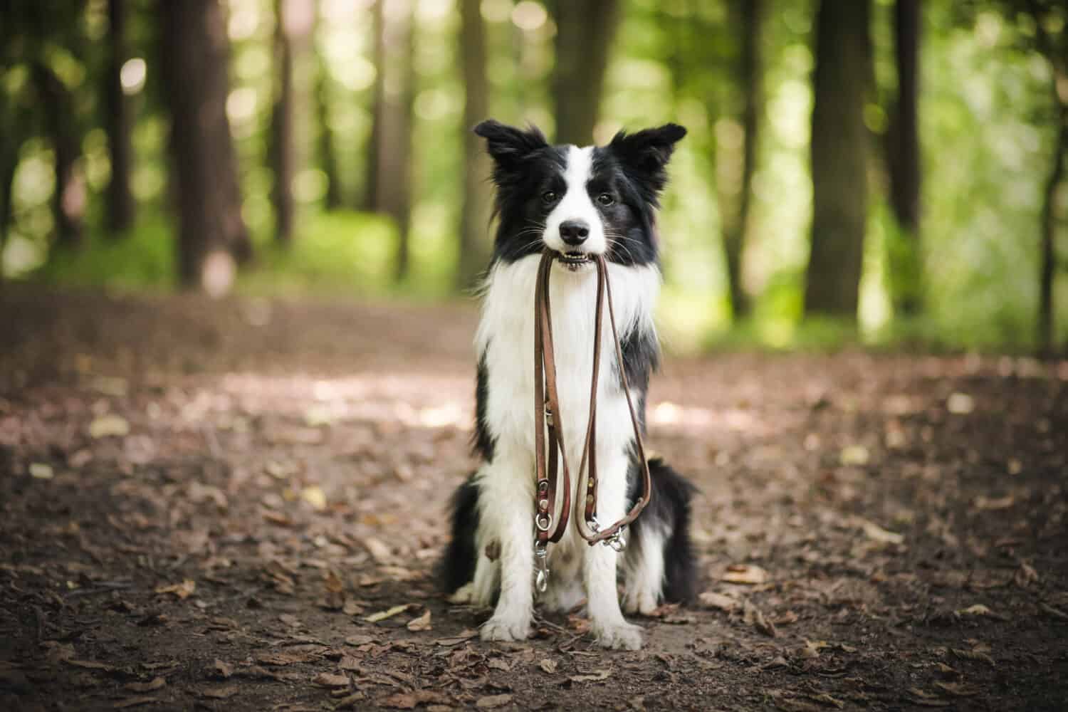 Smart border collie in the forest obediently waiting for their owner. 