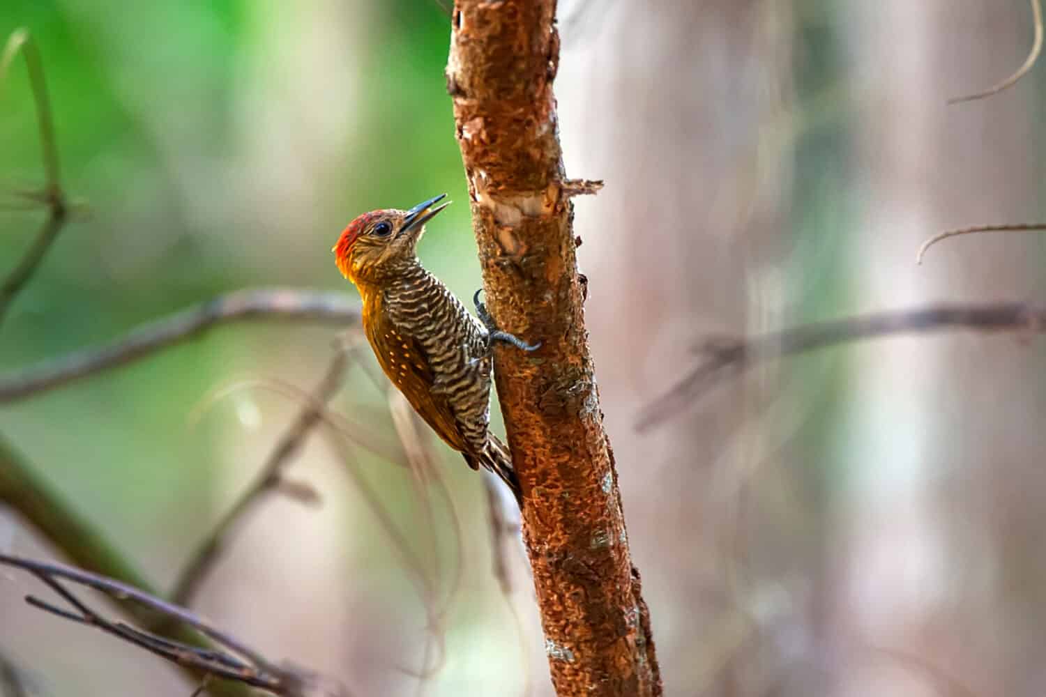 Red stained Woodpecker photographed in Linhares, North of Espirito Santo. Southeast of Brazil. Atlantic Forest Biome. Picture made in 2018.