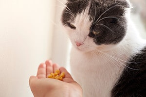 Can Cats Eat Corn? 8 Things to Know Before Feeding Picture