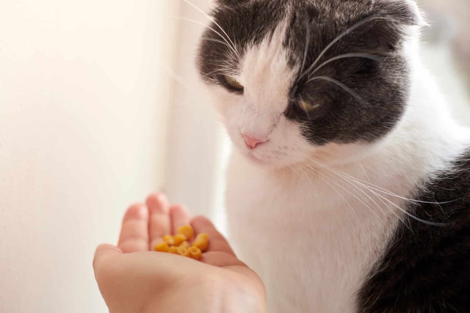 The owner gives his cute cat corn in the palm of his hand.