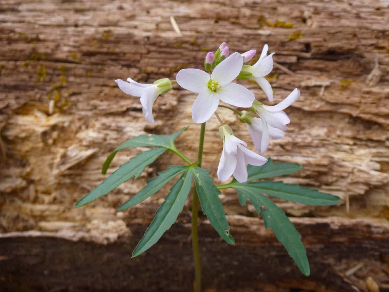 Closeup of a cutleaf toothwort (Cardamine concatenata) flower in spring with decaying wood in the background.
