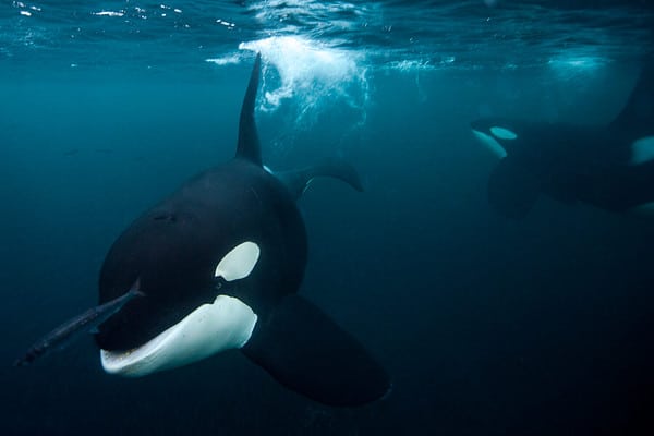 Real Life Jaws Spotted - 30ft Great White Shark By Boat - A-Z Animals