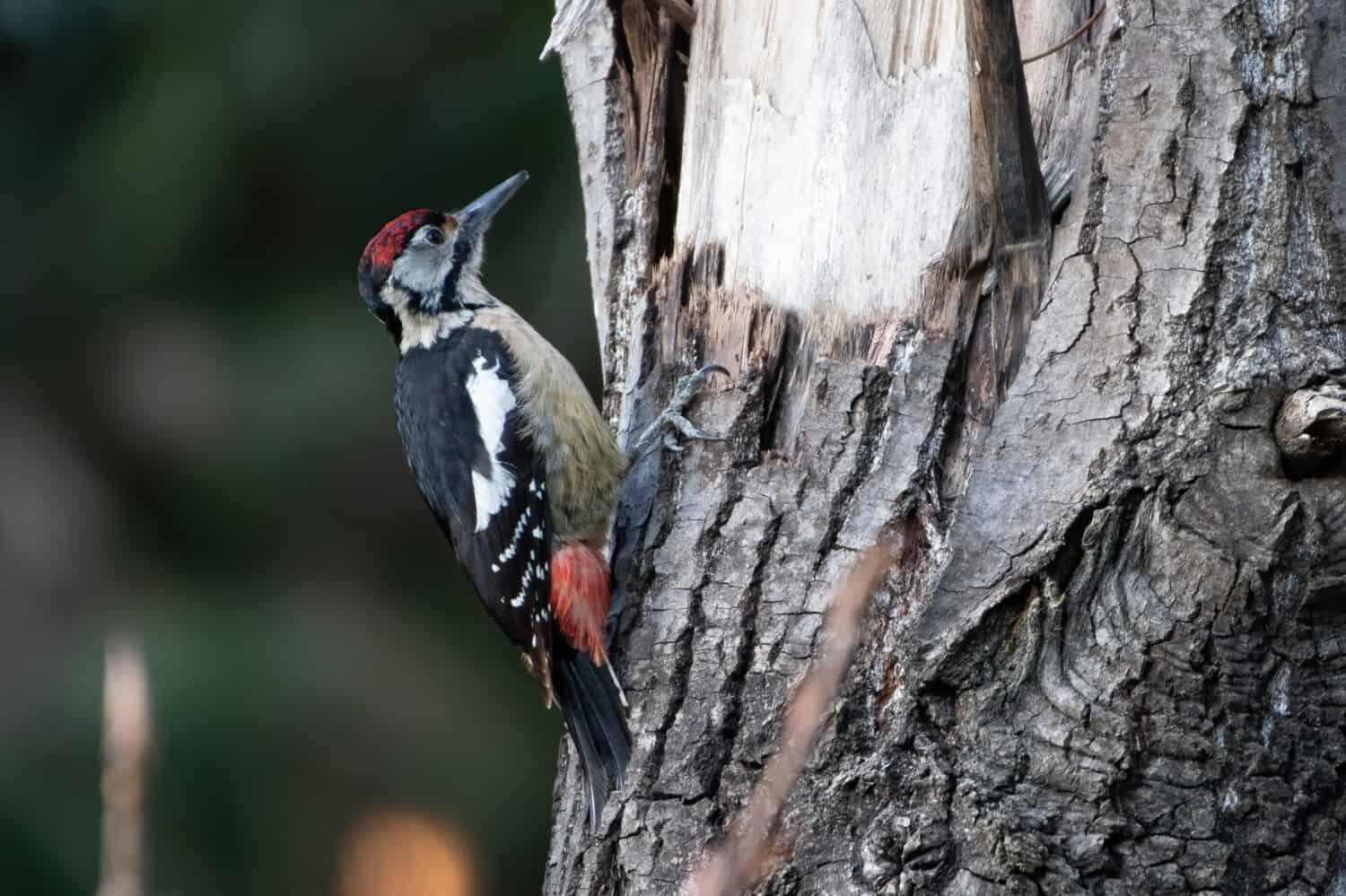 Himalayan Woodpecker photographed in Sattal, India