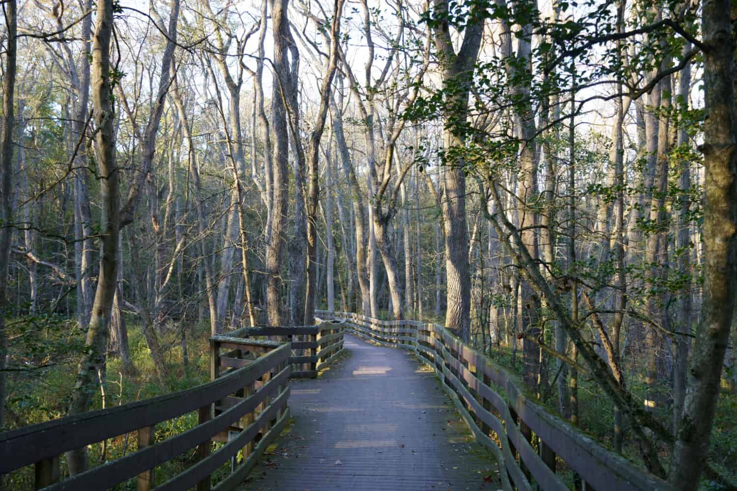 Sun shining through the trees on the boardwalk in trap pond state park