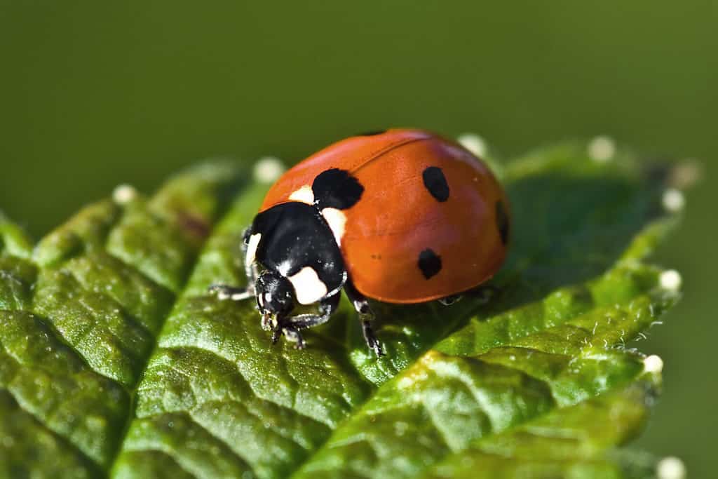 A red ladybug sits on a green leaf on a hot and sunny summer day.