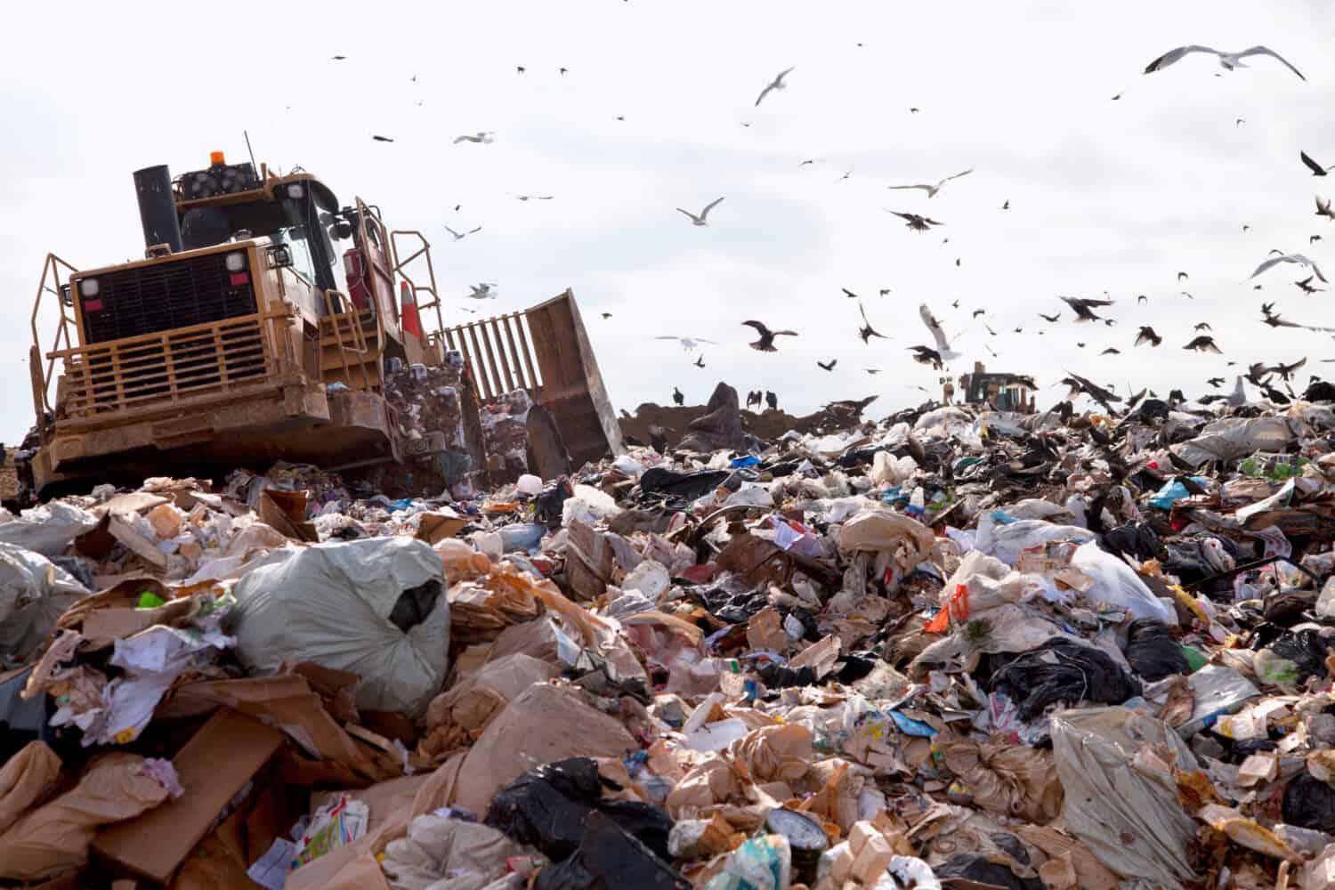 Truck working in landfill with birds looking for food