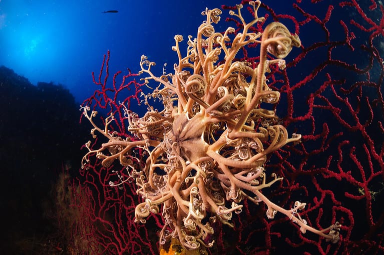 a basket star (Astrospartus mediterraneus) clinging to a red Mediterranean sea fan