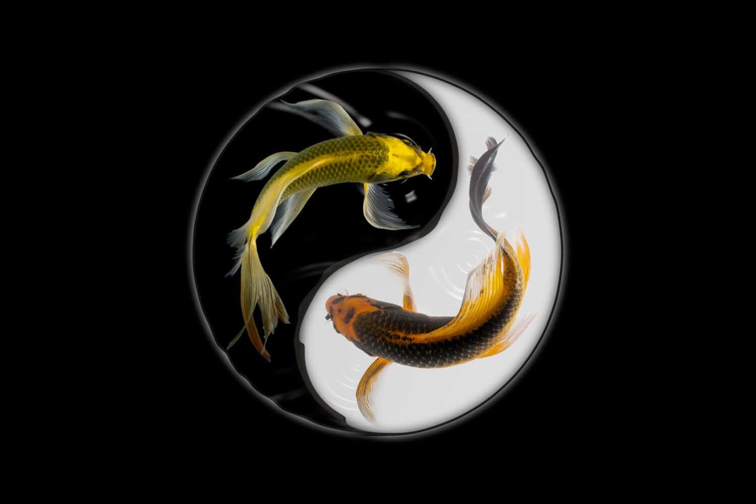 Yin yang koi fish black and white background