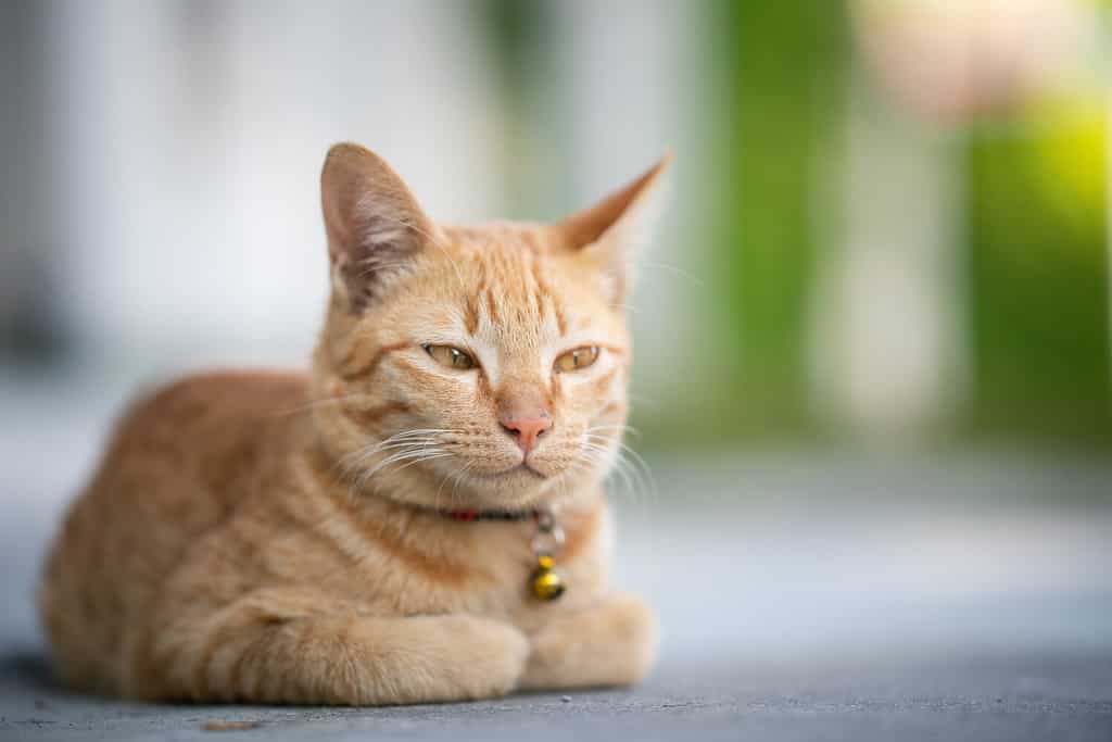 Yellow cat sit in the loaf pose, eyes half closed.