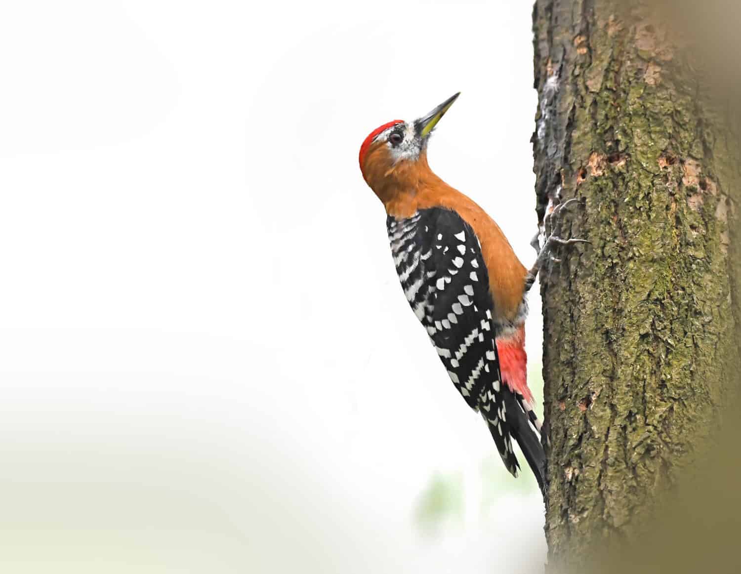 Rufous-bellied Woodpecker foraging on tree trunk