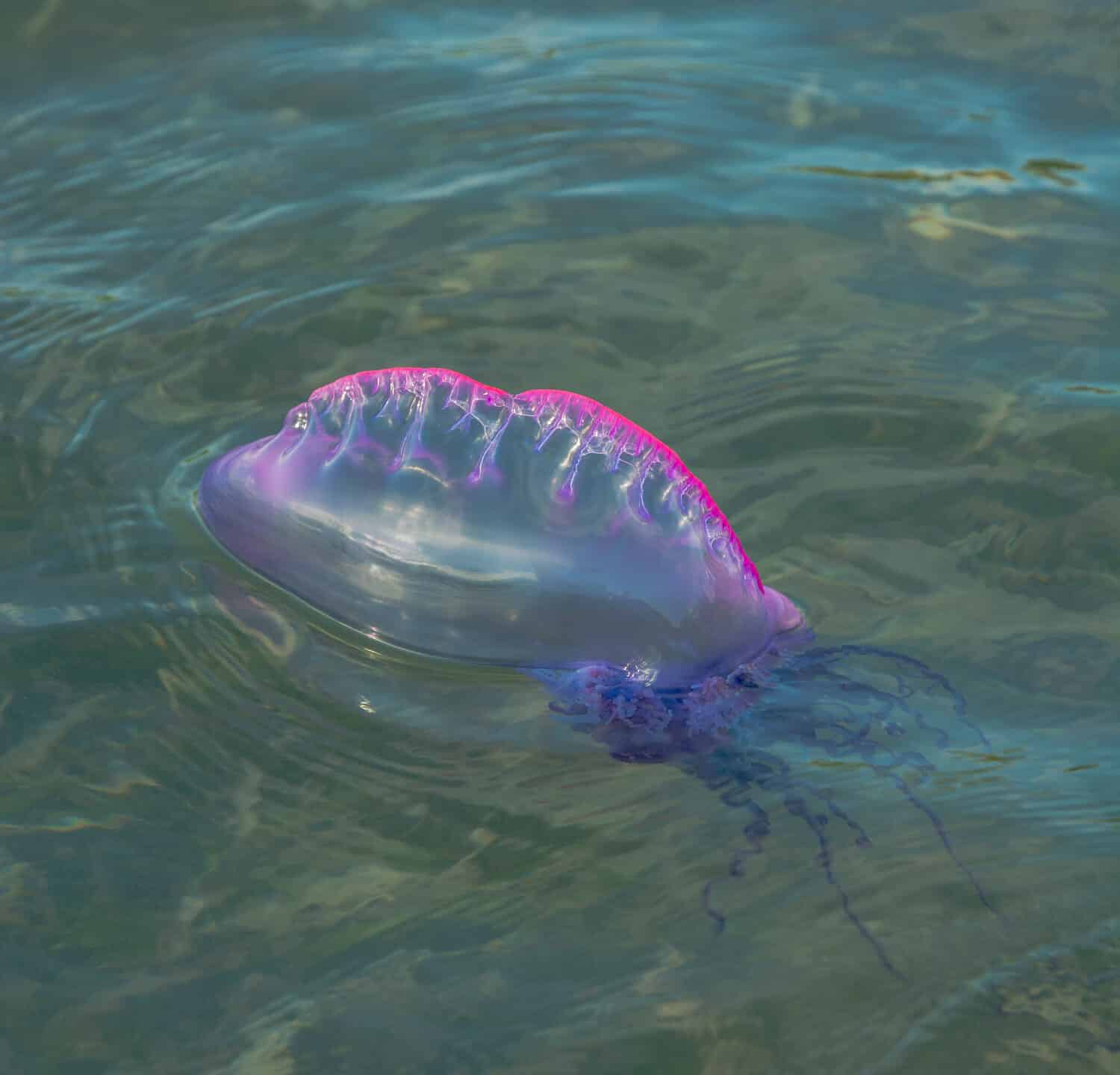 Portuguese Man O' War - Physalia physalis