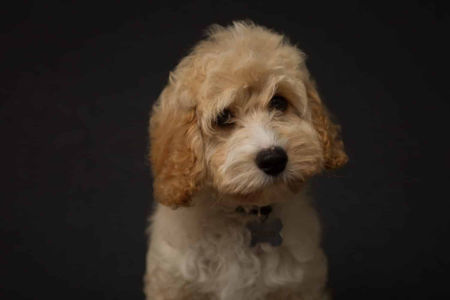 Portrait of champagne cockerpoo (cockapoo) puppy on dark black background