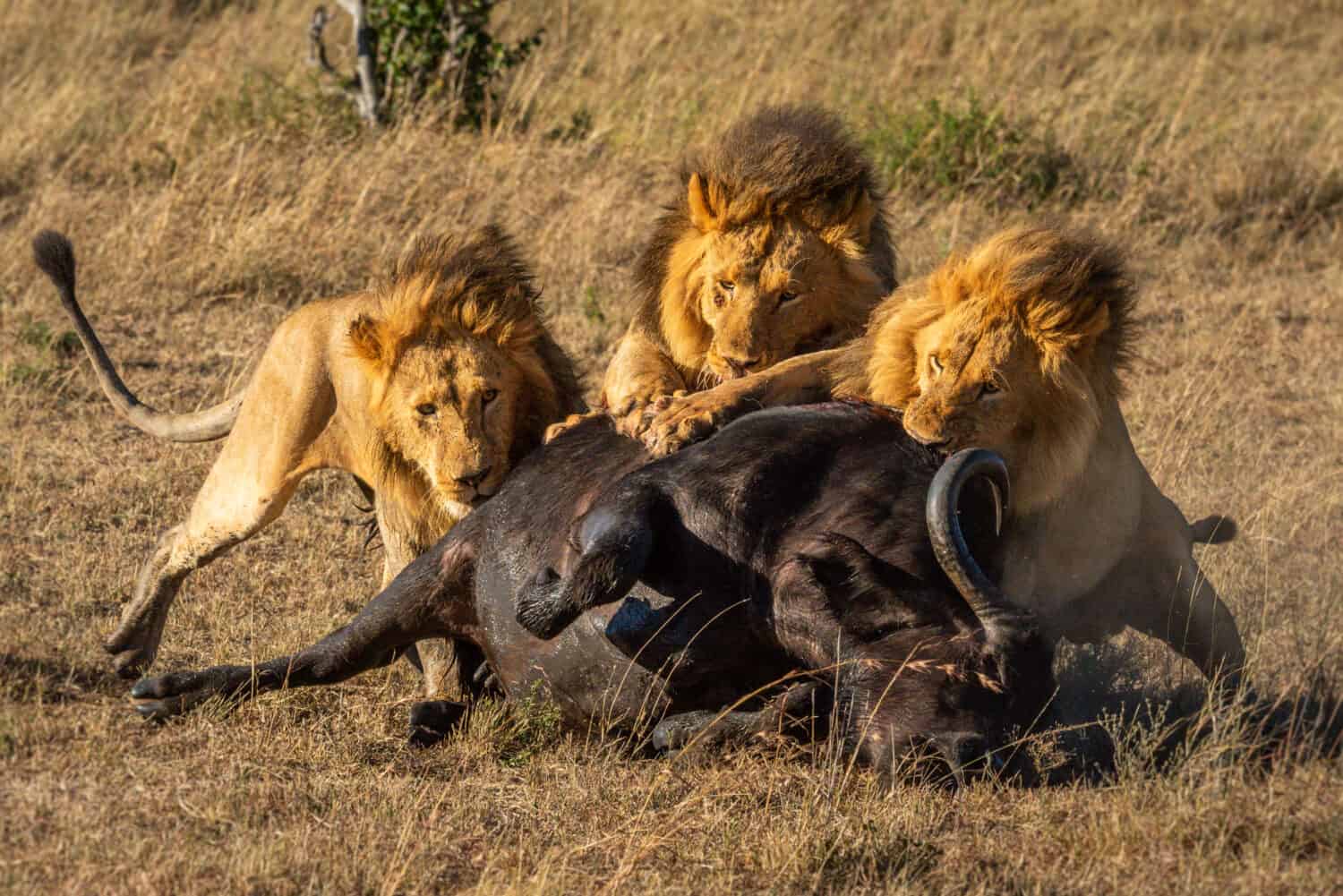 Three male lion feed on Cape buffalo