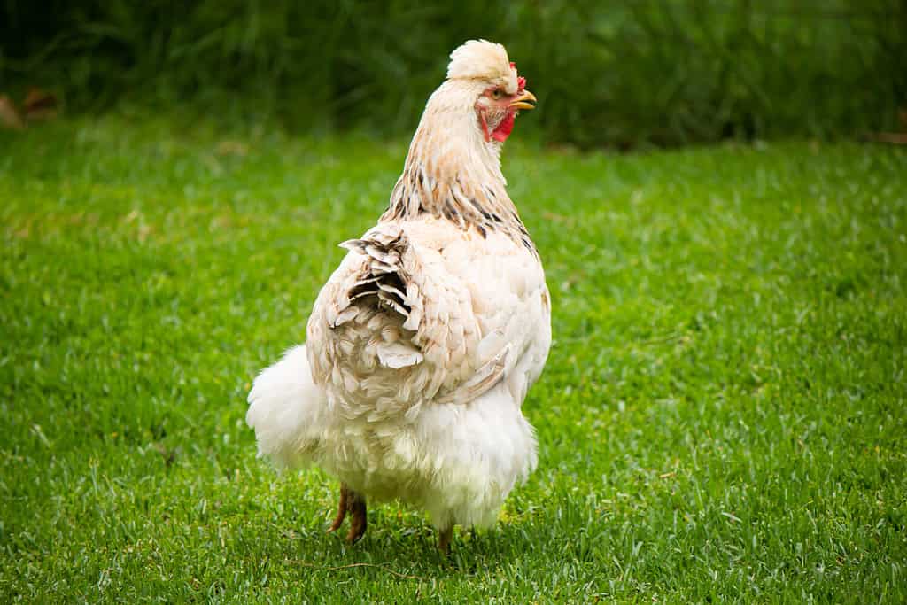 A white ameraucana chicken wandering in a lush green farmyard.