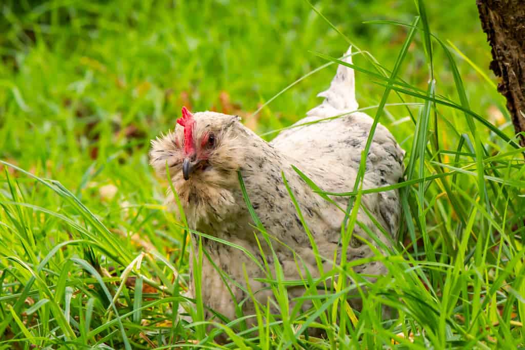 A curious white araucana hen roams amongst fresh green grass hunting bugs to eat.