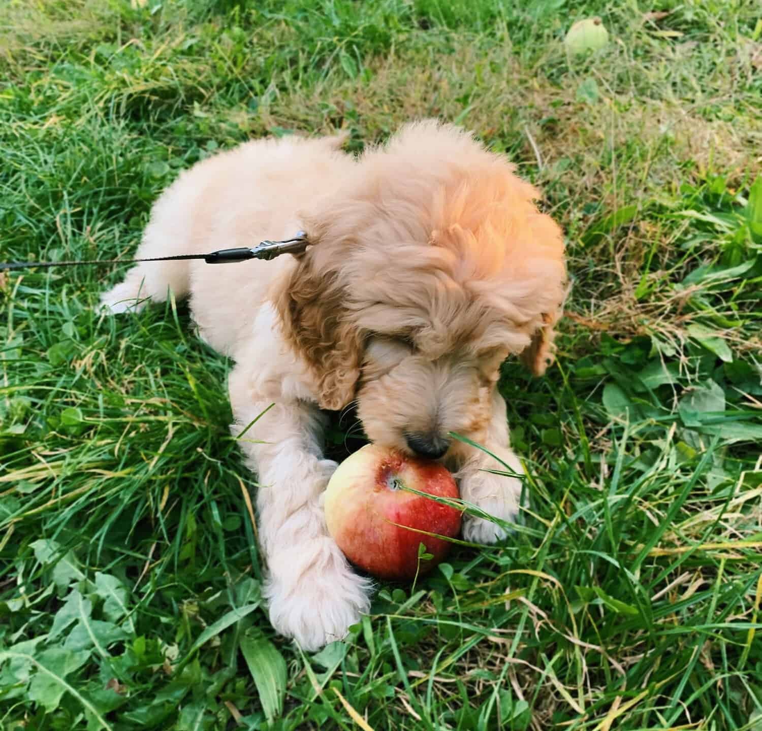 goldendoodle puppy eating an apple for the first time