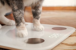 Obesity in Cats: Causes, Symptoms, and Treatment photo