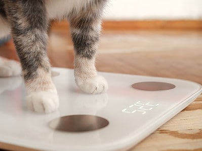 A Obesity in Cats: Causes, Symptoms, and Treatment