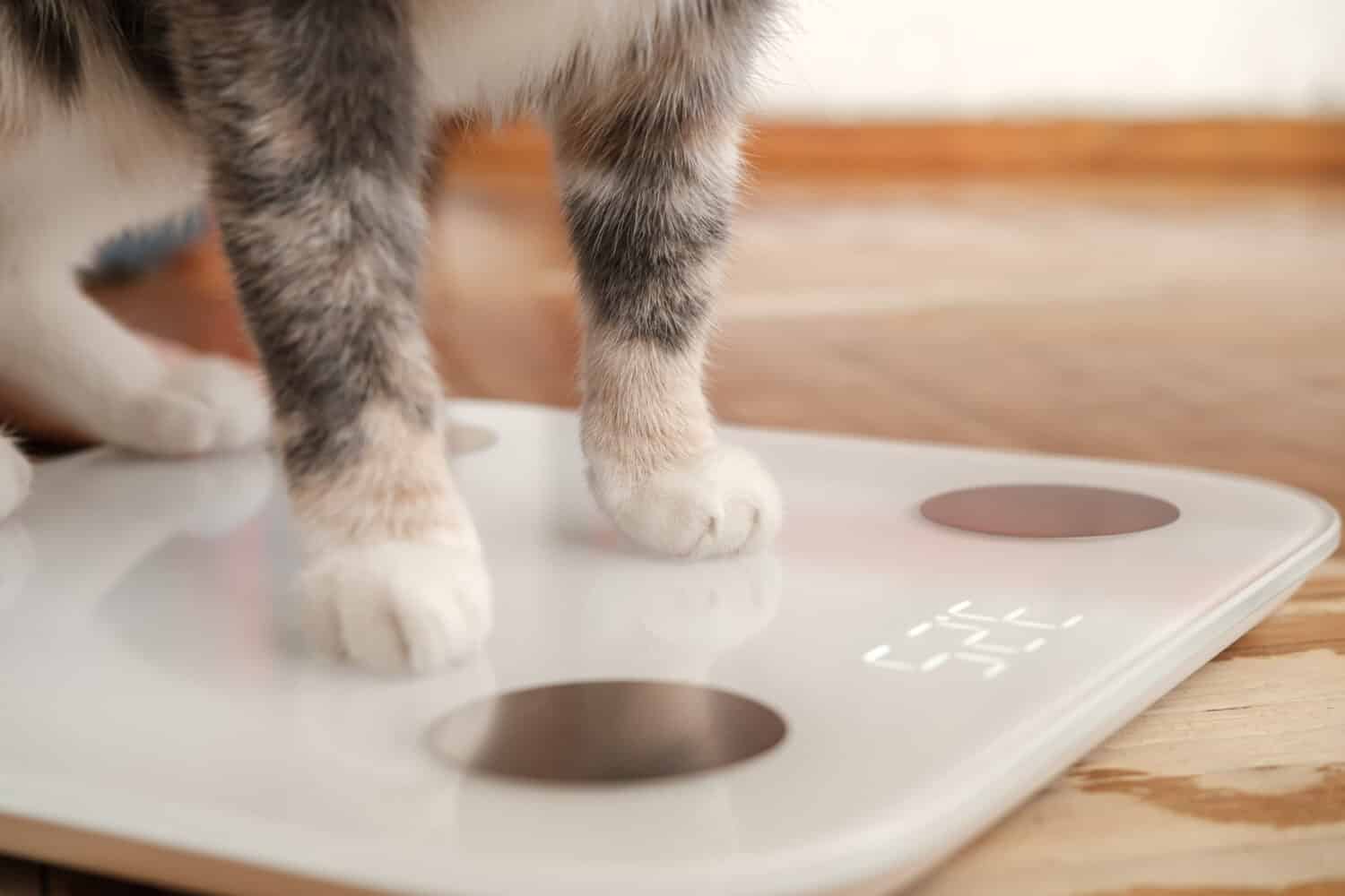 Cat paws stand on smart scales that makes bioelectric impedance analysis, BIA, body fat measurement. Curious pets.