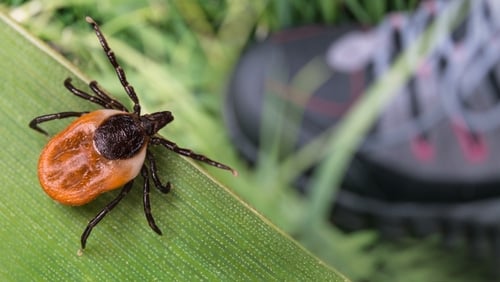 Lurking deer tick and foot in hiking boot on green grass. Ixodes ricinus. Parasitic insect questing on natural leaf over human leg in running shoe. Health risk of tick borne diseases as encephalitis.