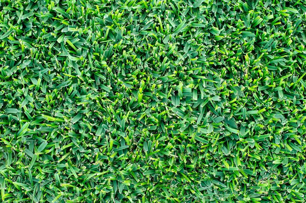 Close up of a patch of well-mowed Buffalo Grass lawn. Detail shot of healthy and green grass. Background texture of grass surface.