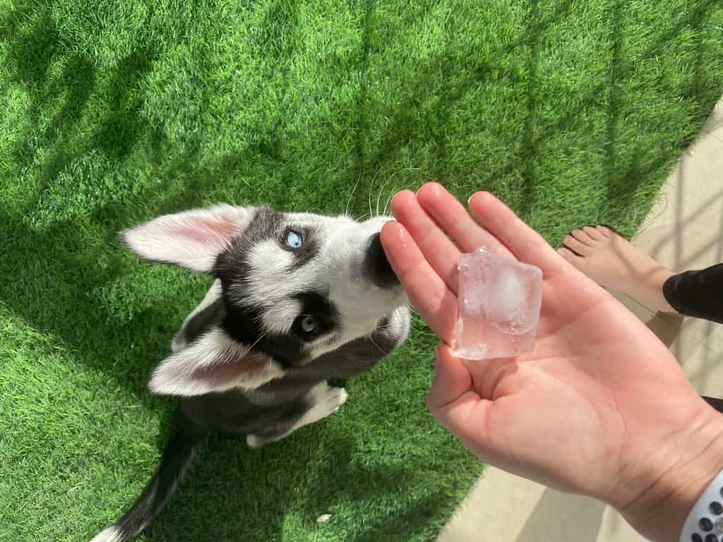 Husky puppy playing with ice cubes